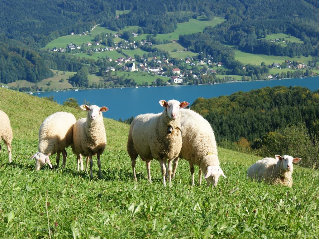 Biobauernhof Nussbaumer Nussdorf am Attersee